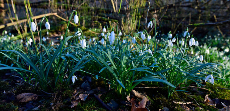 Common snowdrop // Schneegl&ouml;ckchen (Galanthus nivalis)