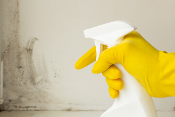 pest control, a person sprays a remedy for mold and other pests on the win of the windows