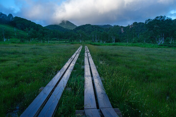 Fototapeta premium 湿原の木道