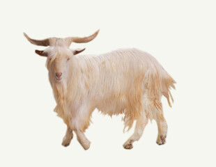 Goat on isolated white background with copy space and cut. goat portrait 