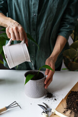 Fototapeta na wymiar Hobby houseplant, home gardening concept with potted plant