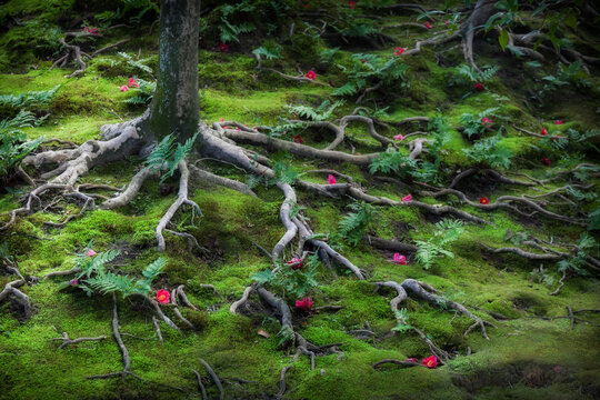 Camellia tree and blossoms fallen in the garden of Jonangu shrine in Kyoto, Japan