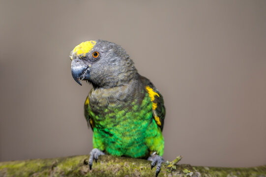 Studio portrait of Meyers parrot (Poicephalus meyeri) perching on branch