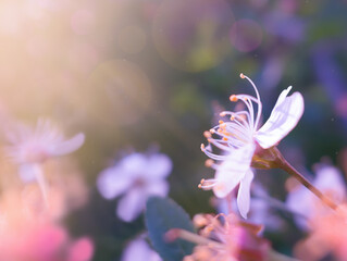 Blurred soft focus background. Spring, apple tree flower in the sun. Spring flowering. Sun rays and bokeh.