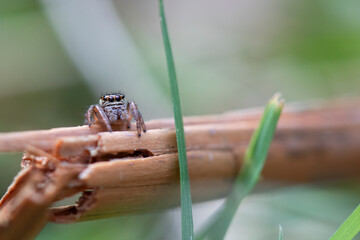 Little jumping spider macro photography. Green background, arachnid on the grass