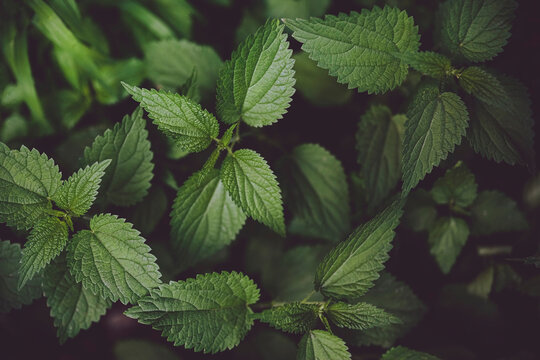 Fresh leaves of Nettle plant