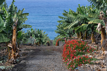 geraniums  and banana trees on the beach
