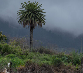 palm in the mountains with clouds
