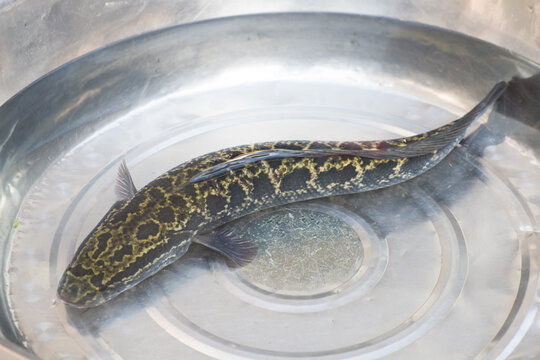 A fresh snakehead fish in water