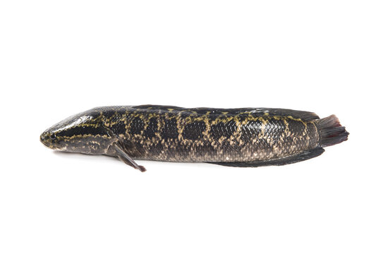 A fresh snakehead fish isolated on white background