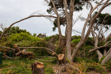 windswept tea trees in coastal landscape