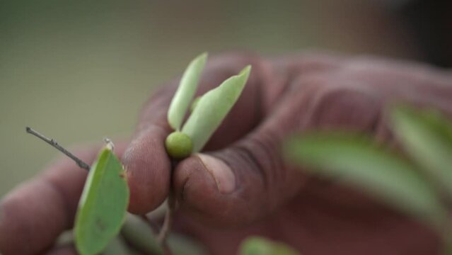 Closeup of a hand holding a berry and leaves between his fingers