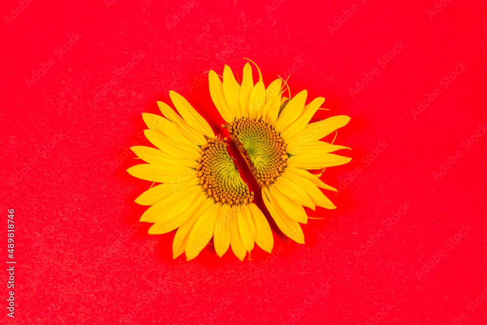 Wall mural Yellow, summer single flower for background.