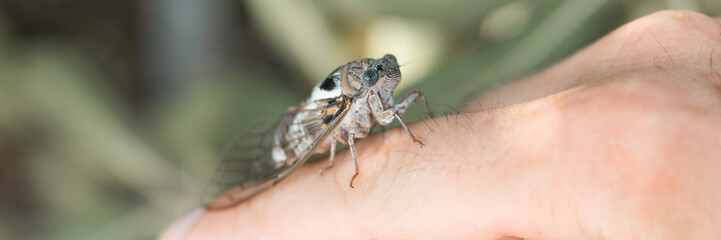 male hand holding cicada cicadidae a black large flying chirping insect or bug or beetle on finger. man researcher exploring animals living in hot countries in Turkey. banner
