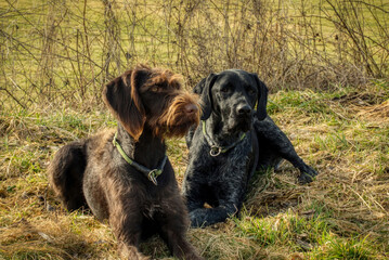 Basti und Kira (Deutsch Drahthaar)