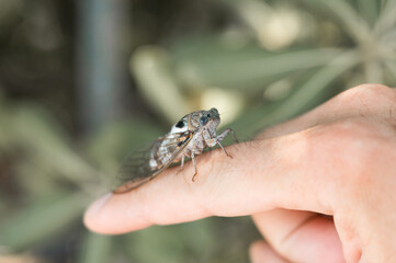 male hand holding cicada cicadidae a black large flying chirping insect or bug or beetle on finger. man researcher exploring animals living in hot countries in Turkey