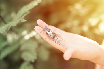 kid hand holding cicada cicadidae a black large flying chirping insect or bug or beetle on arm. child researcher exploring animals living in hot countries in Turkey. flare