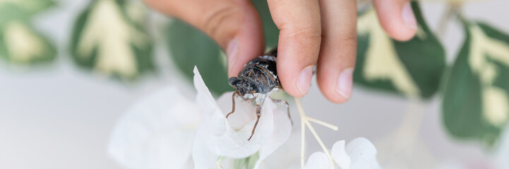kid hand holding cicada cicadidae a black large flying chirping insect or bug or beetle on white flower. child researcher exploring animals living in hot countries in Turkey. banner