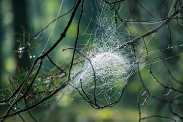 Intricate spiderweb with shiny dew drops. White silky threads made for hunting insects. Thin black branches. Selective focus on the details, blurred background.