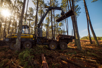 porter for logging, picking up pine logs for storage - 489819962