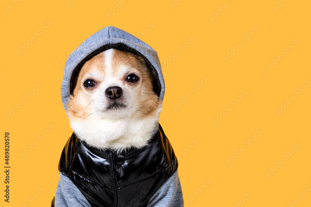 Poster funny chihuahua in overalls with a hood on a yellow background