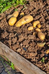 Récolte de pomme de terre au potager familial - rang de pomme de terre séchant au  soleil sur la terre