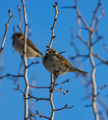 birds sparrows on a branch against the blue sky