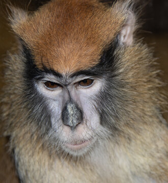 Macaque Animal Face On Dark Background