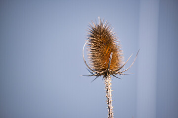 Verblühte Karde, Distel