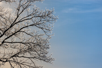 Dawn and a tree in hoarfrost in the cold.