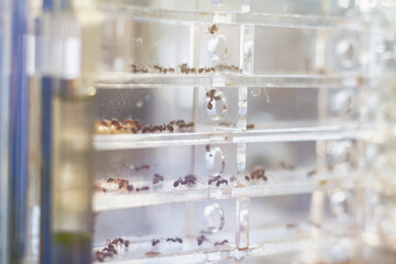 An ant farm with a colony of ants in a transparent container for studying and observing the life of ants