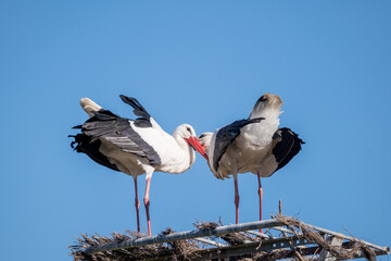 white stork in the nest