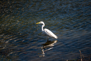 egret with legs in water