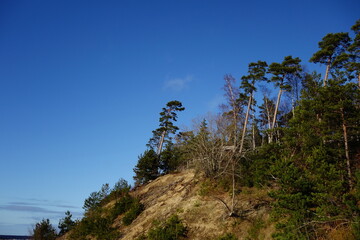 landscape with trees