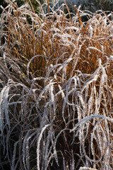 grass karl foerster in late winter covered with beautiful white ice crystals