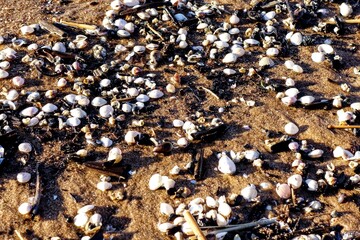 shells on the beach