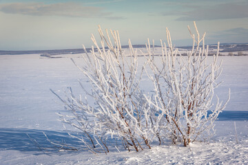 Winter trees in hoarfrost beautiful.