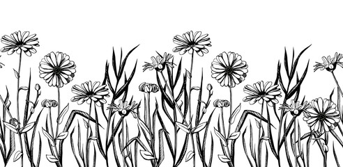 Monochrome hand-painted chamomile flowers and field grass. Horizontal border seamless pattern. Vector illustration.