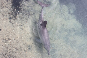 Indo-Pacific Bottlenose dolphin, Monkey Mia, Western Australia.