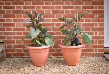 Eggplant or aubergine plant growing outdoors in UK garden