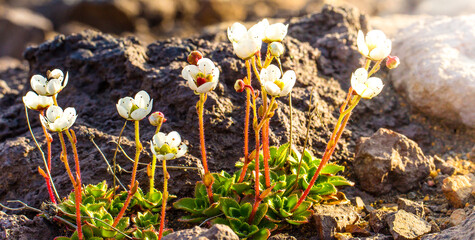 Saxifraga merkii mountain plants grow on the ancient basaltic lavas