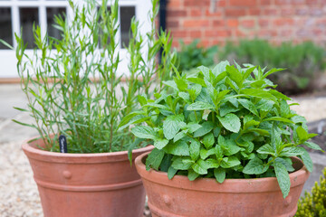 Fototapeta na wymiar Fresh herbs (mint and tarragon plants) growing in UK garden