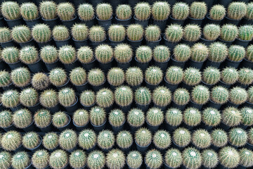 Row of cactuses in the flowerpots to hanging for vertical garden. Cactus have thorn for reduce...