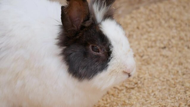 A cute and calm long-haired spotted bunny resting in a clean pen -face close-up