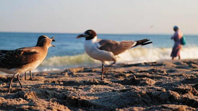 Seagull protecting territory on beach