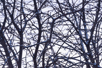 Dense branches of a tree without leaves.