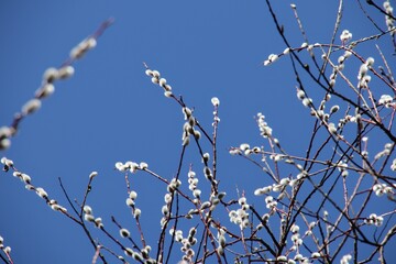 branches of a willow