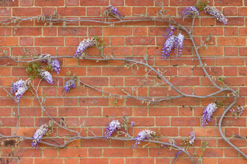 Wisteria vines, plant climbing on a house wall with wire support