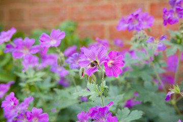 Fototapeta premium Geraniums, geranium plant with purple flowers in garden, UK
