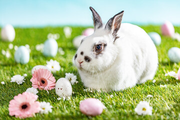 Easter bunny and painted eggs on grass
